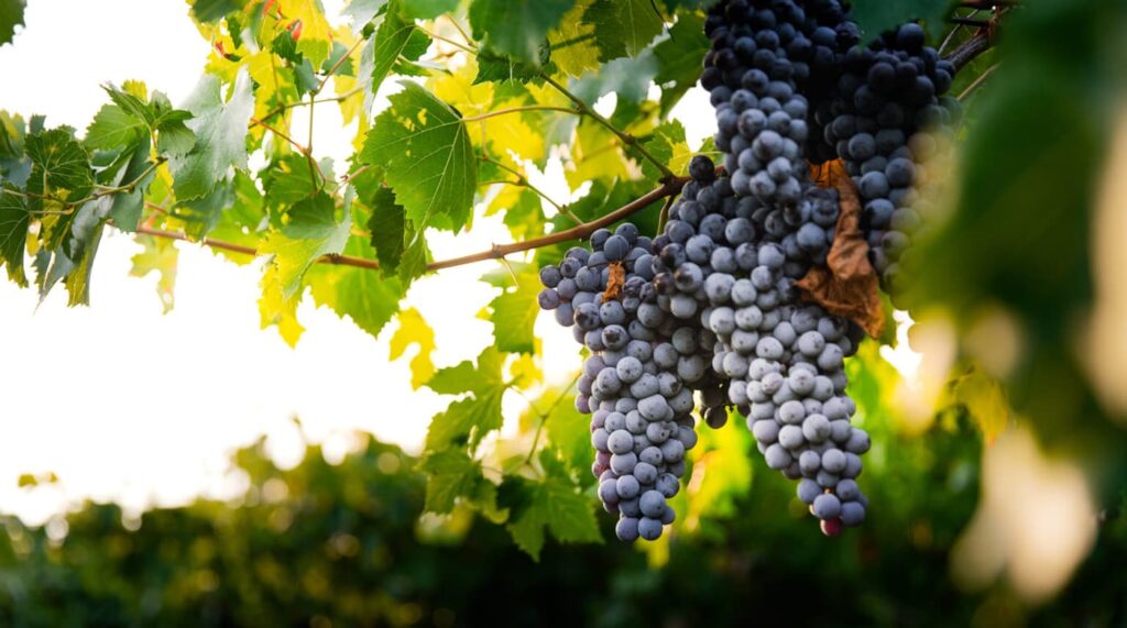 ブドウ　ワイン