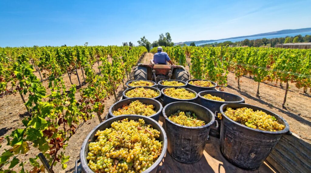 ビオワイン　ブドウ