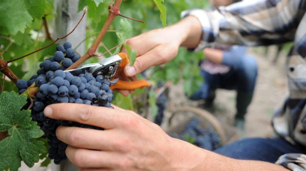 ブドウ　手摘み　ワイン