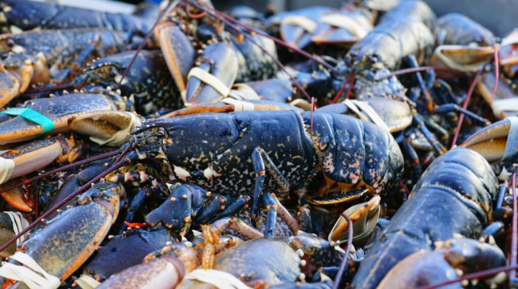 オマール・ブルトン