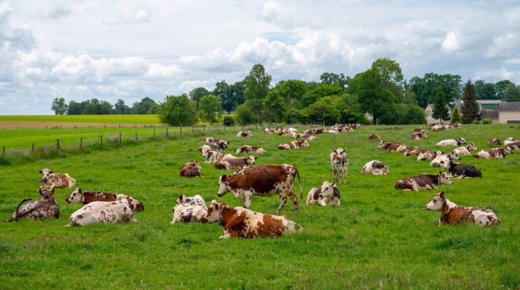 フランス　牧草地