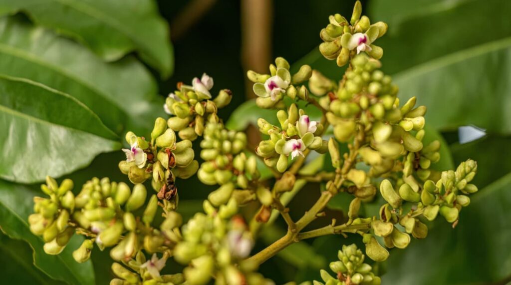 トンカ豆　花