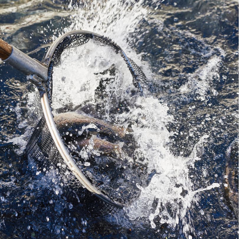 二代目鱒の介　サーモンロッド 二代目 鱒之介 について | f-craft